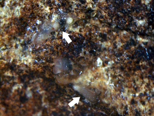 ヒラクダエラフサカツギ　岩に張り付いた棲管に入っている虫体（矢印）