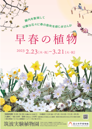 コレクション特別公開「早春の植物」チラシ