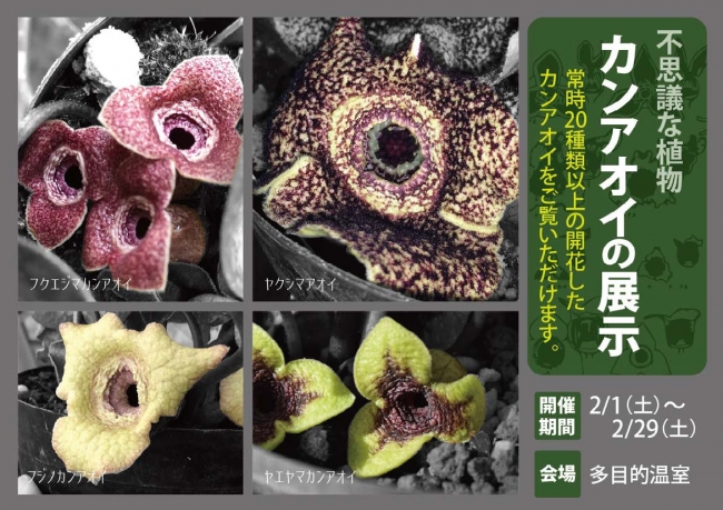 国立科学博物館 筑波実験植物園 コレクション特別展示 不思議な植物 カンアオイ を開催します 年2月1日 土 2月29日 土 まで 文化庁のプレスリリース