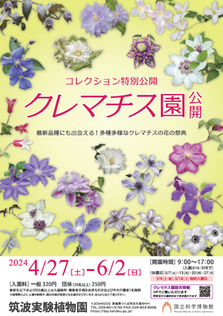 【国立科学博物館 筑波実験植物園】最新品種にも出会える！多種多様なクレマチスの花の祭典 コレクション特別公開「クレマチス園公開」のご案内