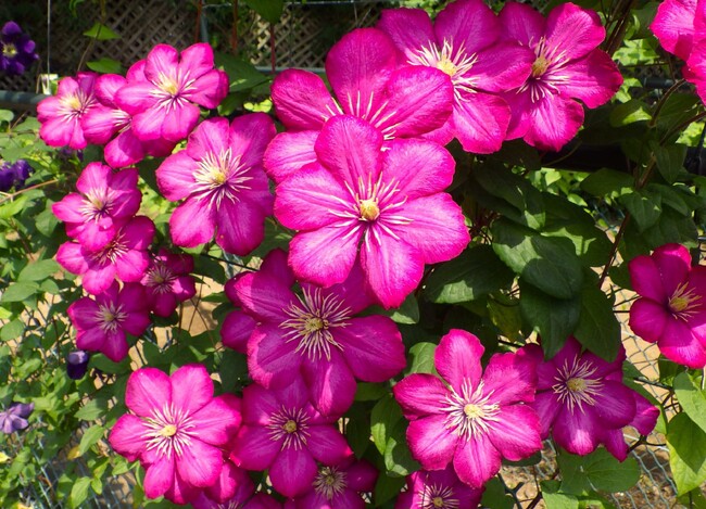 ビル・ド・リヨン　100年以上前にフランスで作出された園芸品種で、5月中旬～6月上旬に開花する。