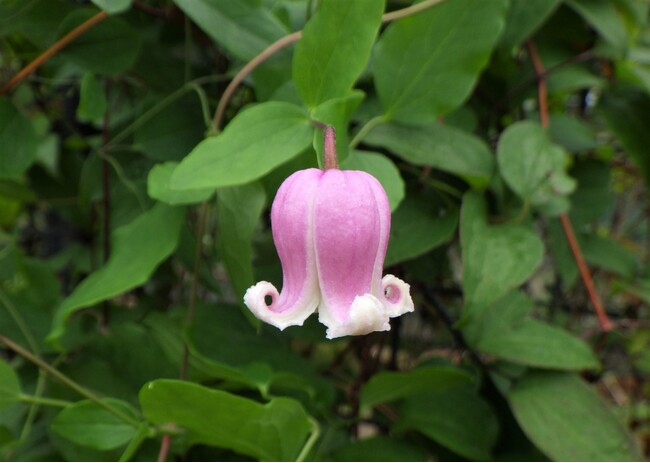 ティンクル・ピンク 原種はアメリカに分布するヴィオルナ系の品種で、可愛らしい花を咲かせる、最新品種の1つ。
