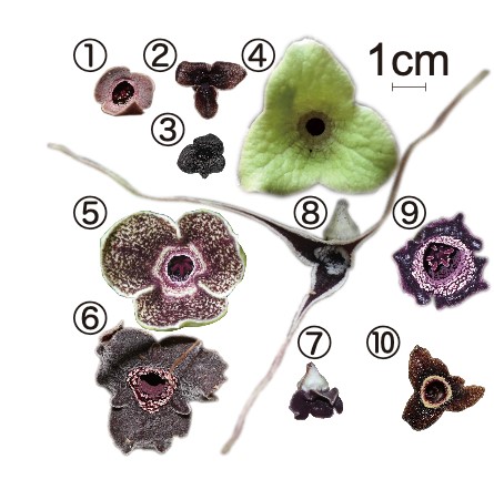 カンアオイ類の花の多様性
