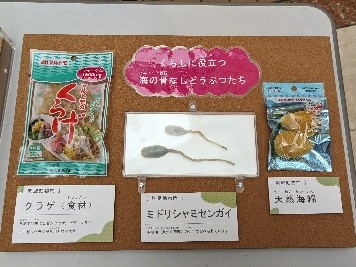 塩蔵クラゲ・ミドリシャミセンガイ・海綿の標本