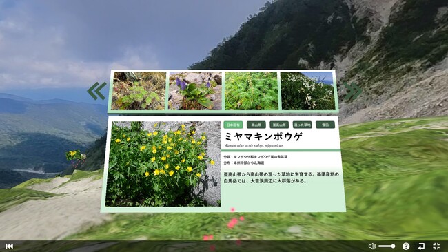 高山植物解説 高山植物解説