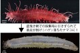【国立科学博物館】太平洋のハゲナマコから4新種候補を含む10種を発見!〜世界各国の博物館標本の遺伝子解析から多様性を明らかに〜