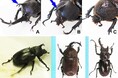 【国立科学博物館】「オスでもありメスでもある」カブトムシの内部・微細構造を解明!~カブトムシ雌雄型(ギナンドロモルフ)のマイクロCTおよび走査型電子顕微鏡(SEM)による観察~