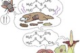 【国立科学博物館】あえて「臭く」進化した花たちのニオイを生み出す仕組みを解明-虫を呼ぶために複数の植物で収斂進化していた!-