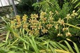 【国立科学博物館 筑波実験植物園】世界最大級のラン、グラマトフィルム・パンテリヌムが開花!