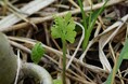 【国立科学博物館】日本における絶滅種タカネハナワラビの再発見~希少種ミヤマハナワラビの新産地の同時発見を添えて~