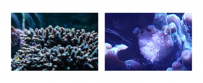 左：産卵実験の対象のサンゴ。右：抱卵を確認した際の写真。ピンク色の卵が確認できる。