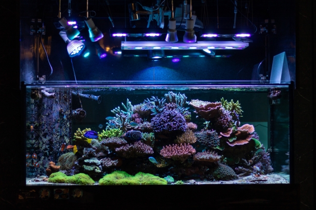 人工生態系（AE  Artificial Ecosystem）技術を活用したサンゴ礁水槽