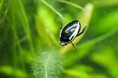 【世界初】イノカ、独自の「環境移送技術®」を活用した閉鎖環境でのゲンゴロウ繁殖に成功