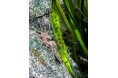 イノカと商船三井、世界初、閉鎖空間でのエビアマモの人工開花に成功