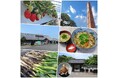 ちょこたび埼玉・日帰りバスツアー『《関東の台所》深谷を食べ尽くし!収穫体験&お買い物ツアー』申込受付開始!