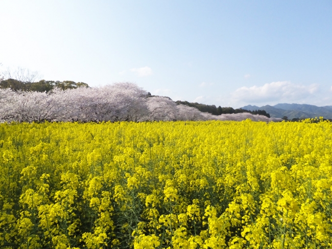 神話のふるさと宮崎の観光地や春の風景を満喫できるダムツアーを３月に実施 九州電力株式会社 宮崎支店のプレスリリース