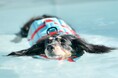 【大阪】愛犬専用“サポート付きドッグプール”を今年も開催