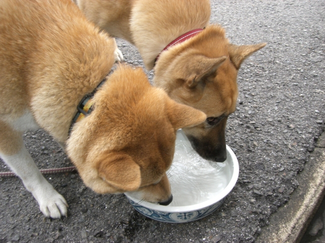 飲水に入れて飲ませます。