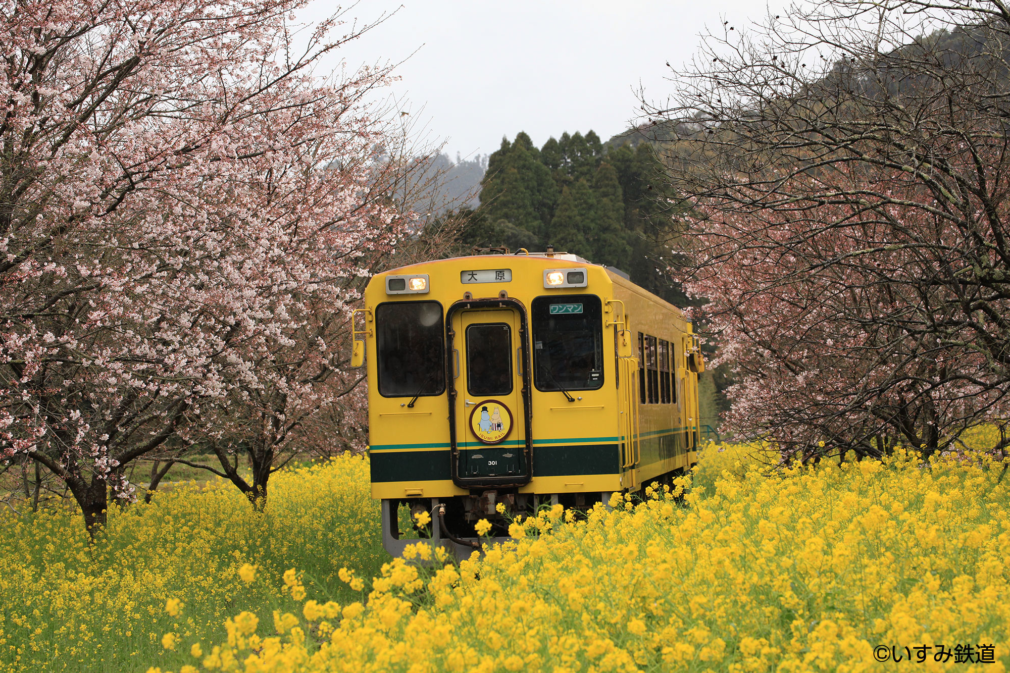 話題の 鉄道カラオケ シリーズ第6弾は 人気ローカル線 いすみ鉄道 春先に撮り下ろした桜並木や菜の花 畑が広がる展望映像は必見 株式会社エクシングのプレスリリース 話題の 鉄道カラオケ シリーズ第6弾は 人気ローカル線 いすみ鉄道 春先に撮り下ろした桜並木や菜の花 畑が広がる展望映像は必見 株式会社エクシングのプレスリリース