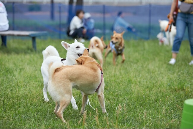 特設ドッグランで自由に遊ぶ卒業犬たち