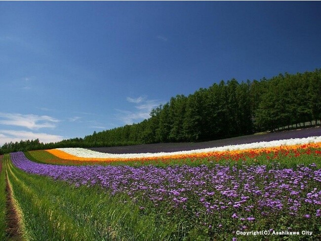 ＜花畑の景色＞