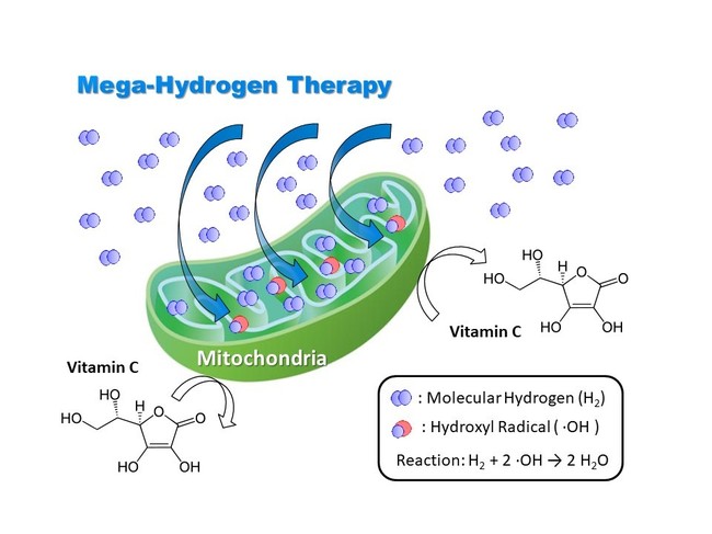 図１：大量の水素はミトコンドリア内部のヒドロキシルラジカルを消去し、難治疾患を改善する。 ビタミンＣはミトコンドリア内部に透過することはできないけれども、大量の水素ガスを吸入するとミトコンドリア内部で発生するヒドロキシルラジカルが消去され、ミトコンドリア機
