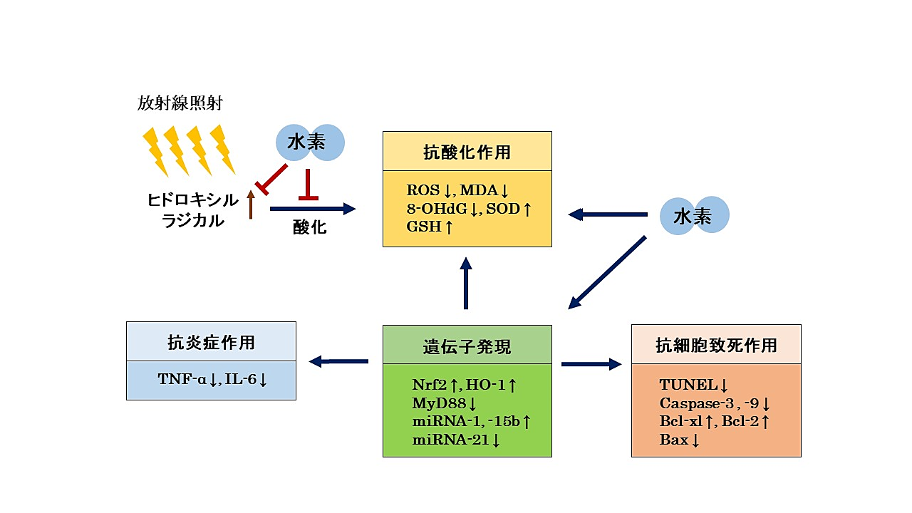 高知大学sdgsaction