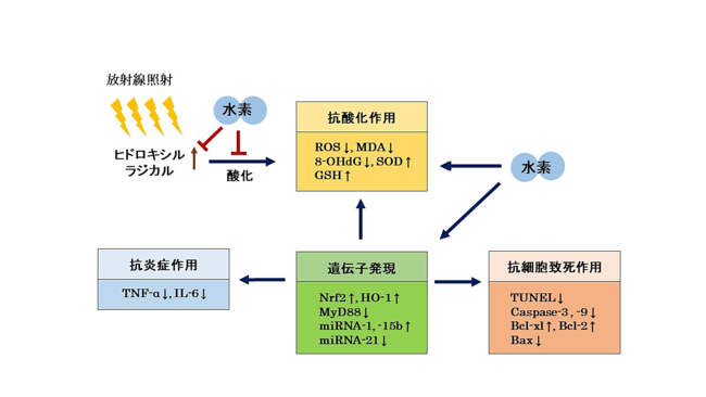 図1 水素の放射線防御効果のメカニズム仮説