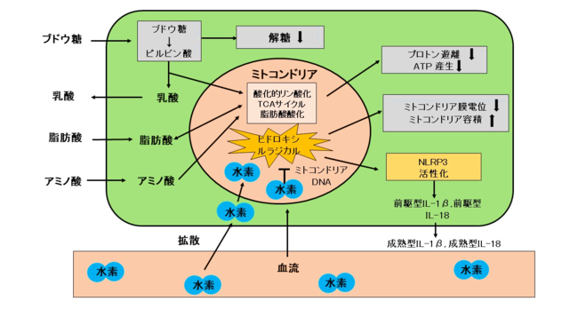 図1 水素がME CFS患者のミトコンドリア機能障害を改善するメカニズム仮説 図1 水素がME CFS患者のミトコンドリア機能障害を改善するメカニズム仮説