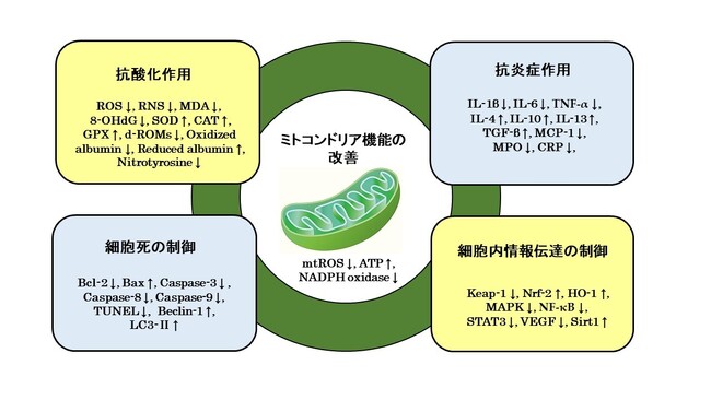 図1 腎臓疾患におけるH2の有効性メカニズム