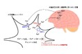 ALSに対する水素吸入療法の新たな可能性