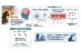 低濃度水素吸入が爆風由来TBIのうつ・社会性障害を抑制｜MiZ・防衛医科大学校 共同研究