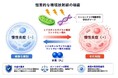 分子状水素の抗酸化・細胞保護総説 3 本が Medical Gas Research 受理｜MiZ・慶應