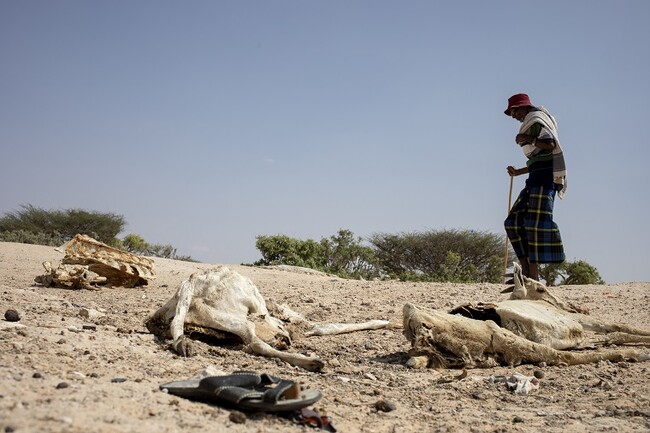 干ばつにより 人間も家畜も生命の危機に（ソマリア、2022年４月）(C)ICRC