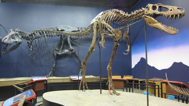 関西で開催される今夏最大級の恐竜展 メガ恐竜展17 とのコラボレーション企画 ナイトミュージアムde街コン が開催決定 株式会社リンクバルのプレスリリース