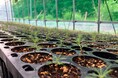 綿半グループ 須江林産が苗木の生産事業を開始