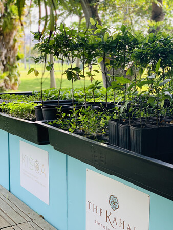 ミロの木の苗 ミロの木の苗