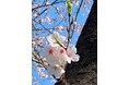 SAKURA United Solution グループ経営体制を強化