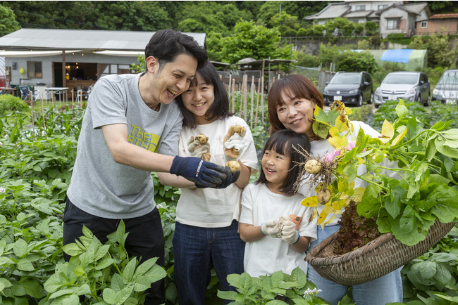新じゃがの収穫体験