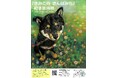 柴犬好きさん沼津に集まれ！愛犬とのかけがえのない日々を描いた絵本『きみとの さんぽみち』の原画展。静岡県沼津市の絵本専門店グリムにて開催決定！絵本作家くさかみなこさんによるトークイベントも。