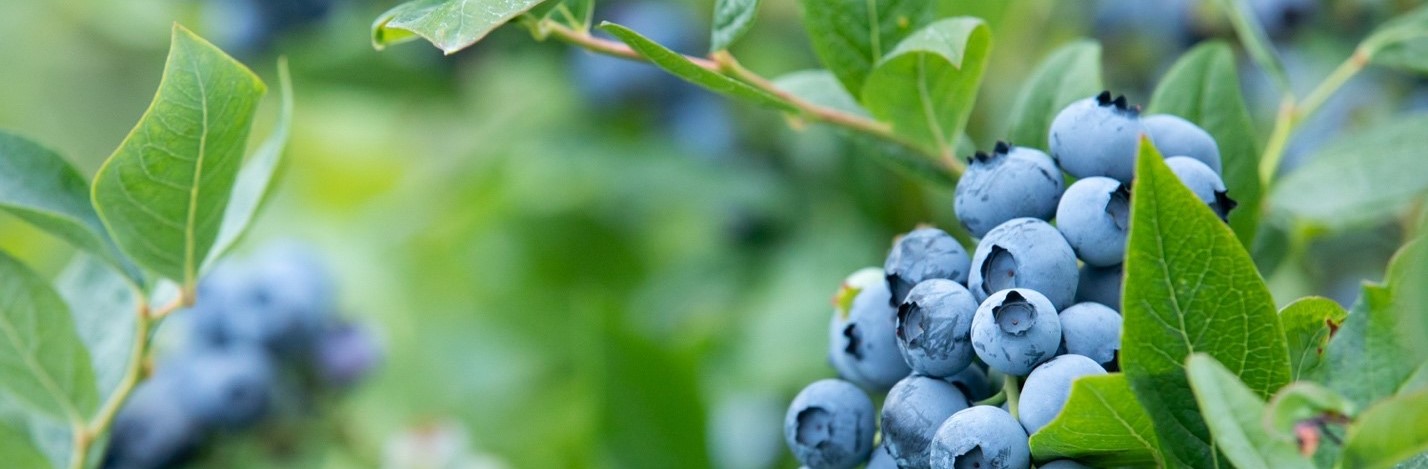 カナダのbcブルーベリー 新型コロナウィルスの影響下における2020年シーズンの見通しを報告 British Columbia Blueberry Council Bcブルーベリー協会 のプレスリリース