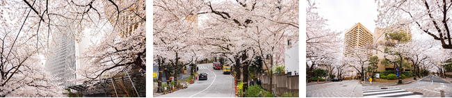 （写真左から）高層ビルと桜のコラボレーション、幻想的な“桜トンネル” 、目の前に広がる桜の花びら