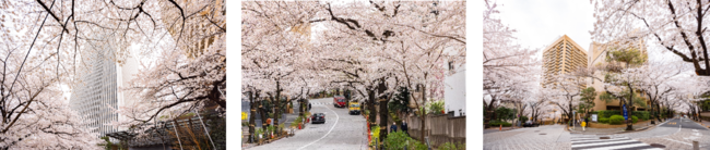 画像左から、「高層ビルと桜のコラボレーション」、「幻想的な“桜トンネル”」、「目の前に広がる桜の花びら」