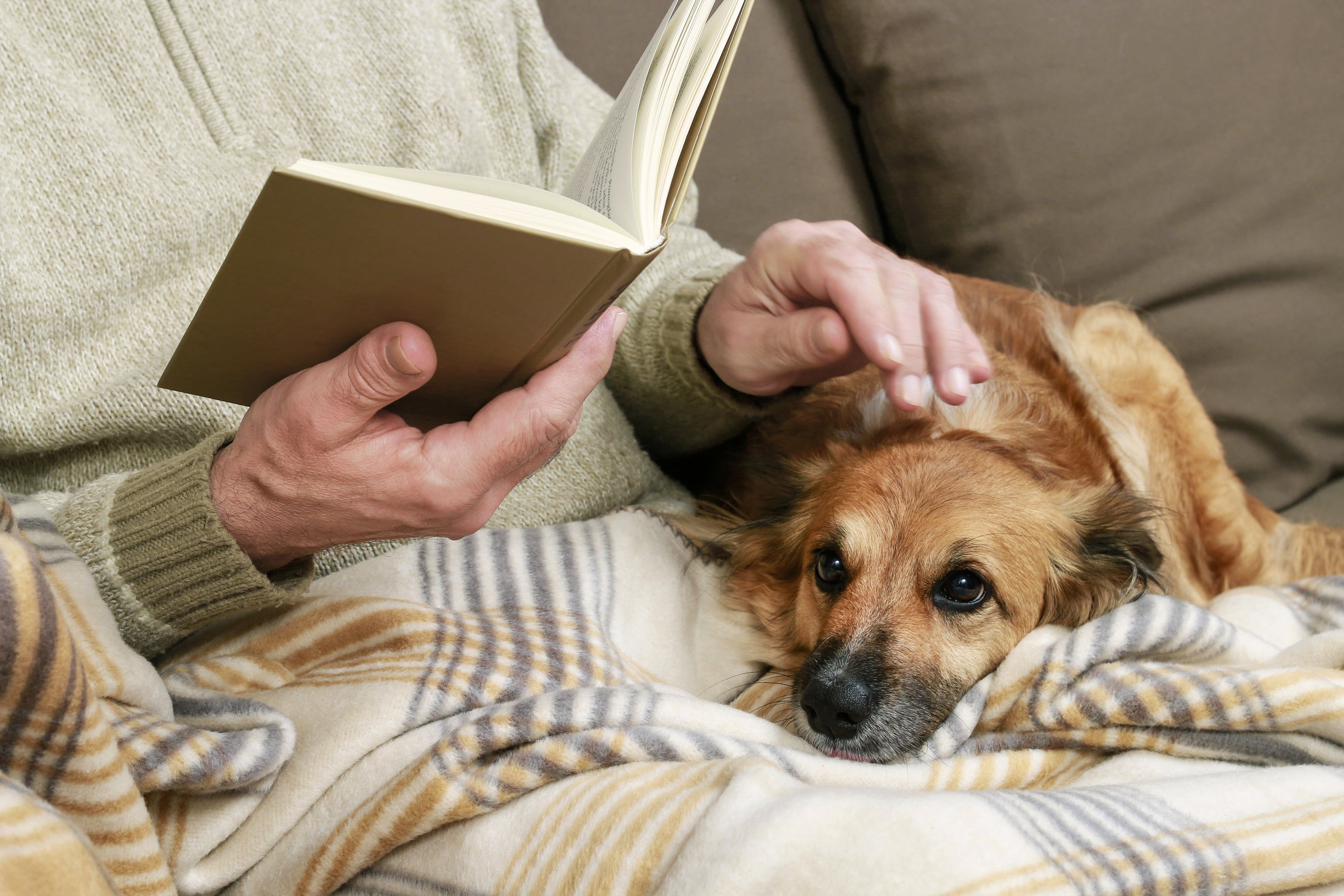 Книга самый верный друг. Книги про собак. Собака с книжкой. Диван для собаки. Книга пес.