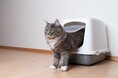 トイレ砂とシーツ両方使う人はこだわり強め!?犬・猫の飼い主165人に聞いた!ペットのトイレ事情に関するアンケートを実施