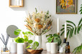観葉植物D2Cブランド「AND PLANTS」が、カスタムオーダーのドライフラワーを販売開始