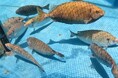 海藻を食べ尽くす"磯焼け"の一因、アイゴを養殖 — 未利用魚の新たな価値