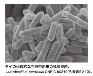 乳酸菌B240の抗アレルギー作用ついて日本花粉学会で発表