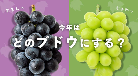 シャインマスカット ぶどうの旬が本格的に到来 生産者が伝授 房の上下で糖度が変わる おいしいぶどう は に注目 レッドホースコーポレーション株式会社のプレスリリース シャインマスカット ぶどうの旬が本格的に到来 生産者が伝授 房の上下で糖度が変わる おいしいぶどう は に注目 レッドホースコーポレーション株式会社のプレスリリース