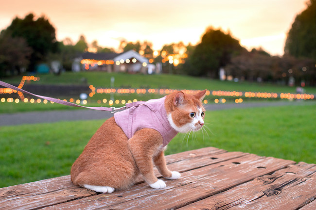 ぽぽねこ猫用ベスト型ハーネス・リード付き